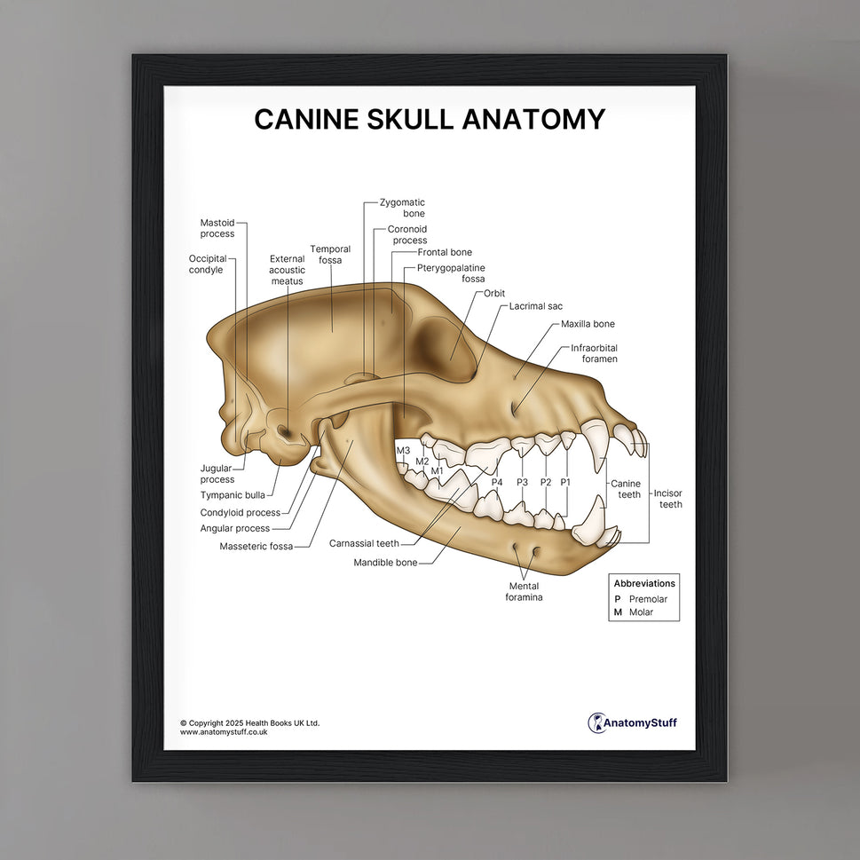 Canine Ear Anatomy Print (Small 8x10")