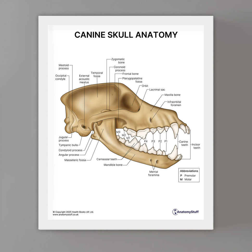 Canine Ear Anatomy Print (Small 8x10")