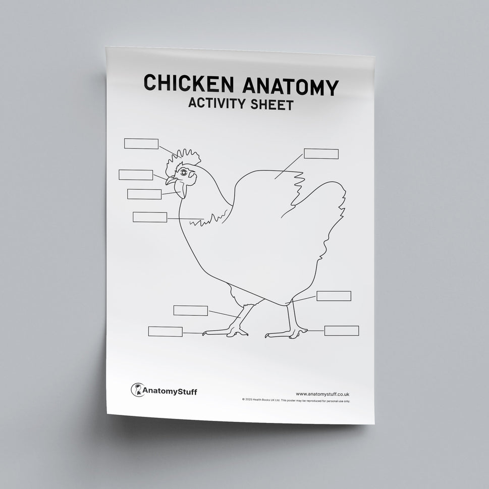 Chicken Anatomy Activity Sheet PDF