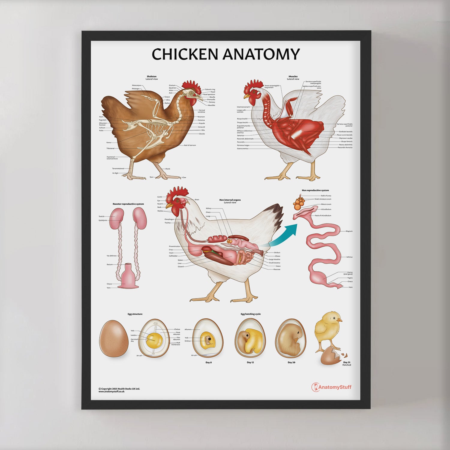 Chicken Anatomy Chart / Poster