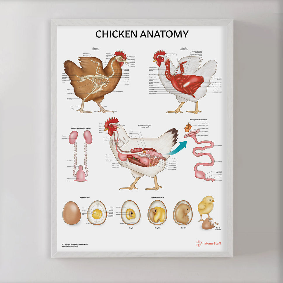 Chicken Anatomy Chart / Poster