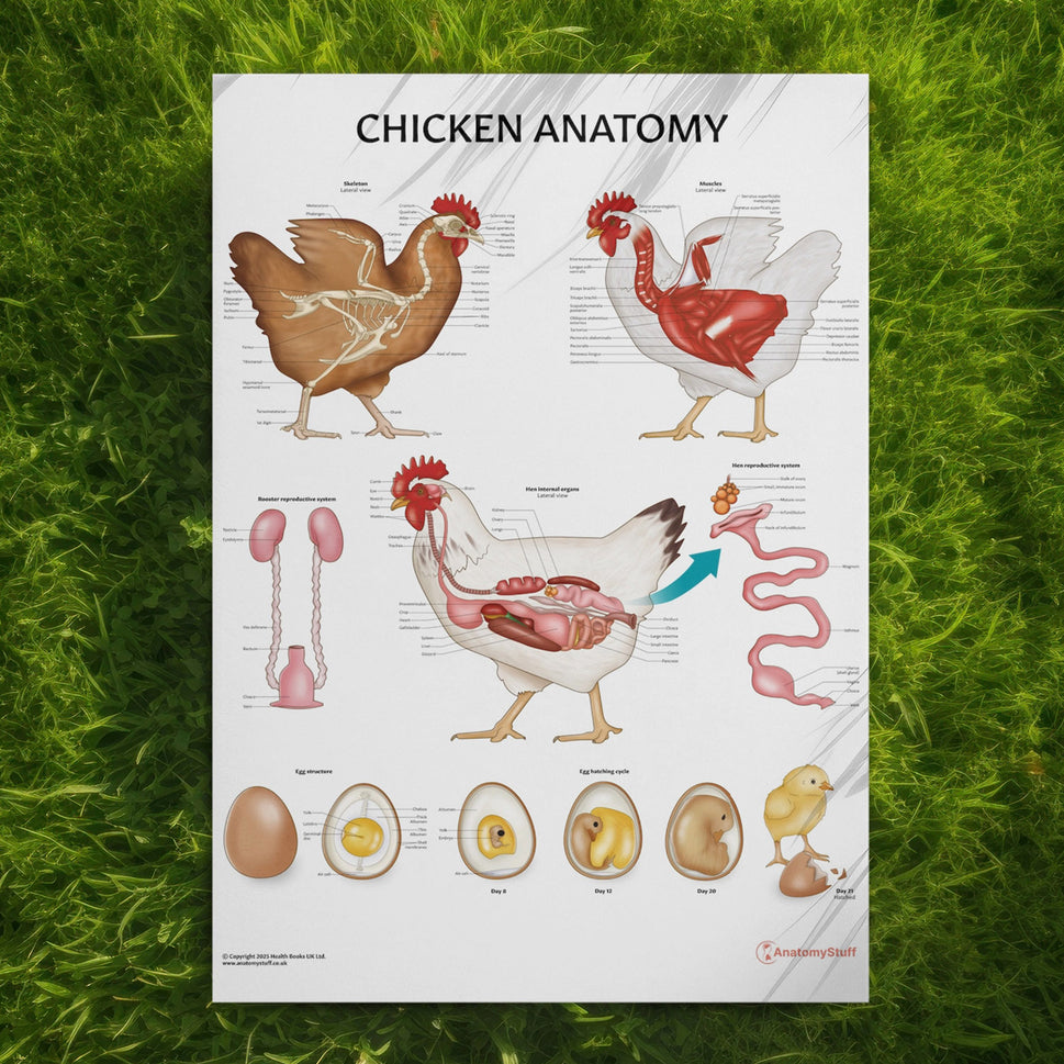 Chicken Anatomy Chart / Poster