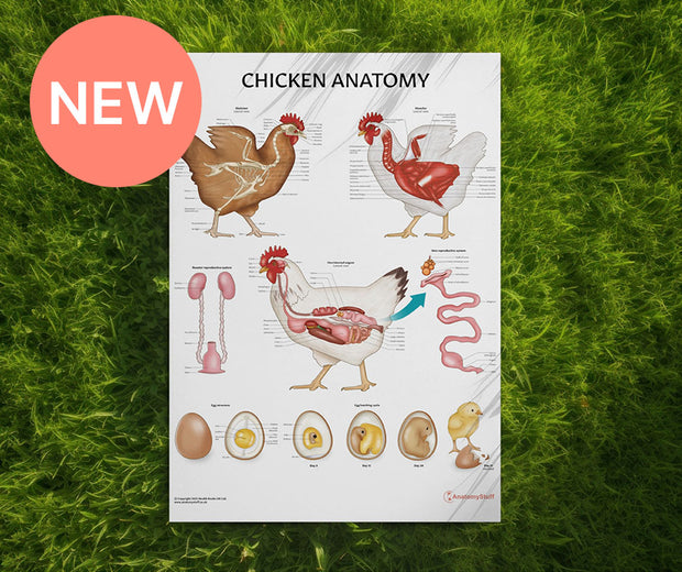 <strong>Chicken Anatomy Poster</strong>