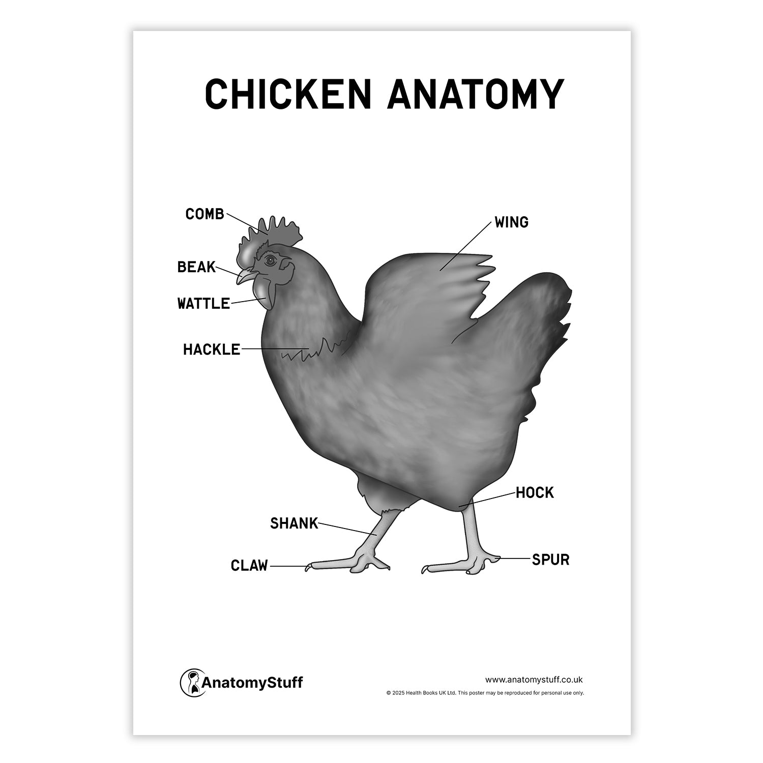 Chicken Anatomy Poster PDF