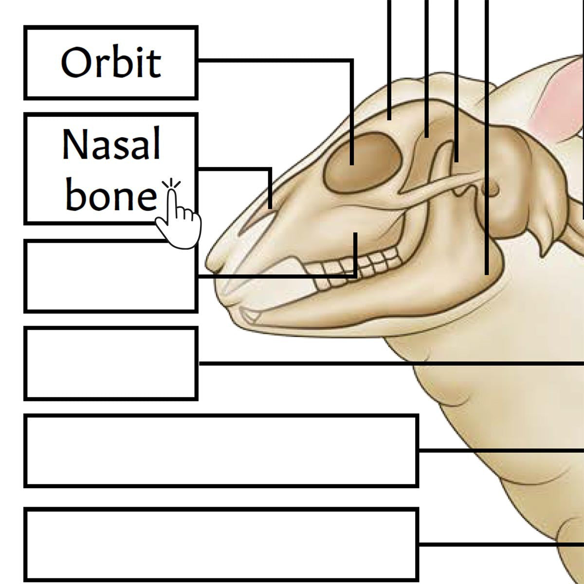 Interactive Skeletal Sheep Anatomy Revision Guide