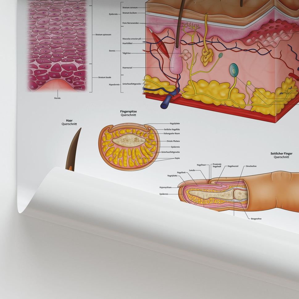 Anatomie Von Haut, Haaren & Nageln Chart / Poster - German