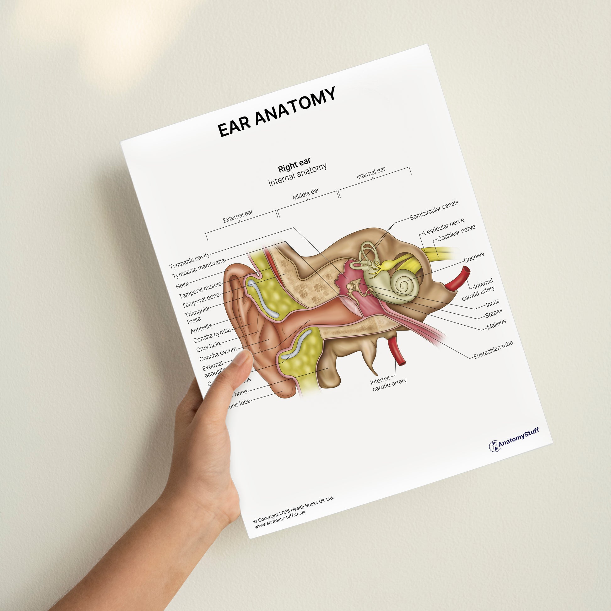 Ear Anatomy Print (Small 8x10")