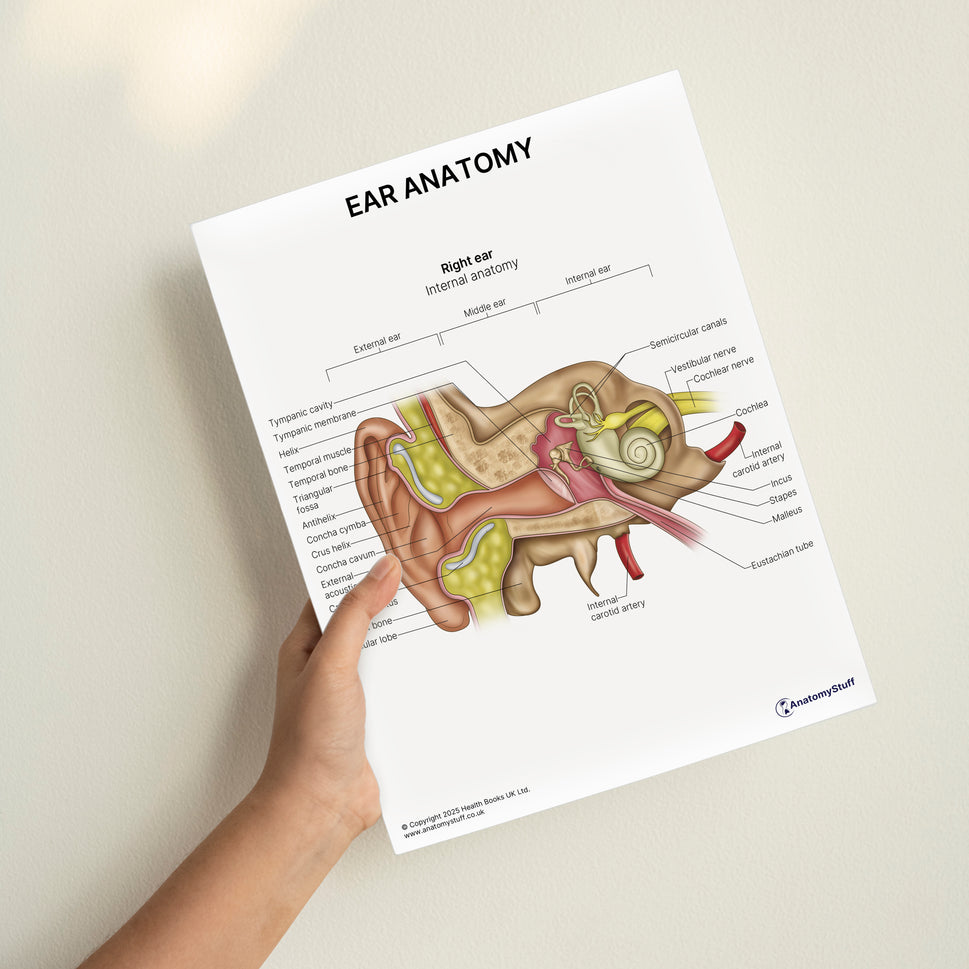 Ear Anatomy Print (Small 8x10")