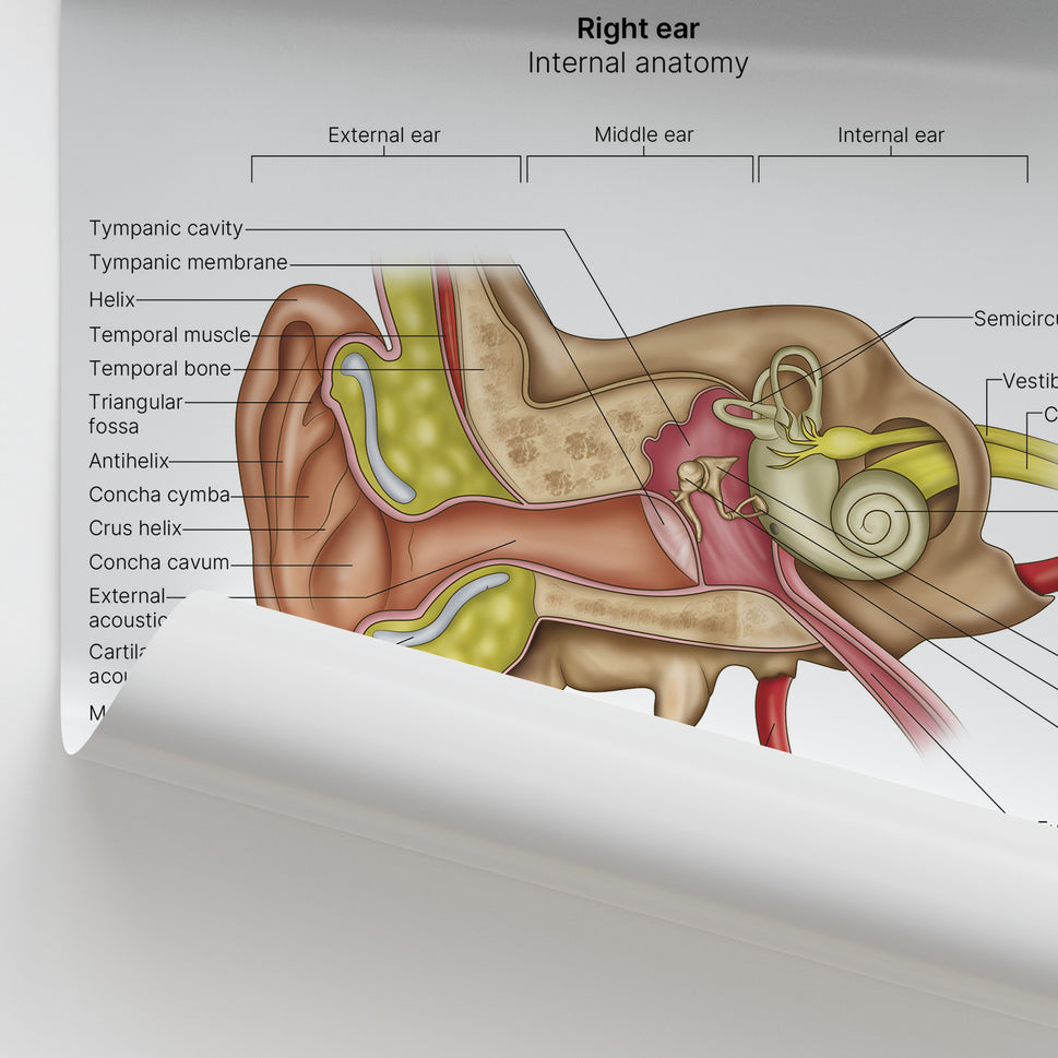 Ear Anatomy Print (Small 8x10")