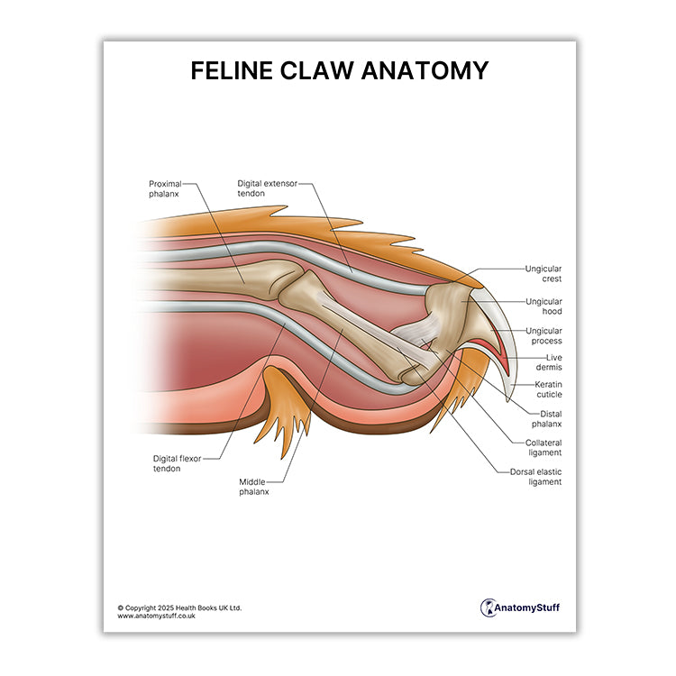 Feline Claw Anatomy Print (Small 8x10")
