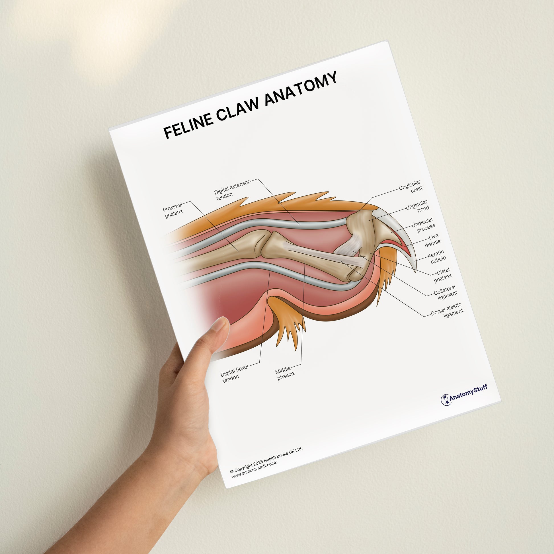 Feline Claw Anatomy Print (Small 8x10")