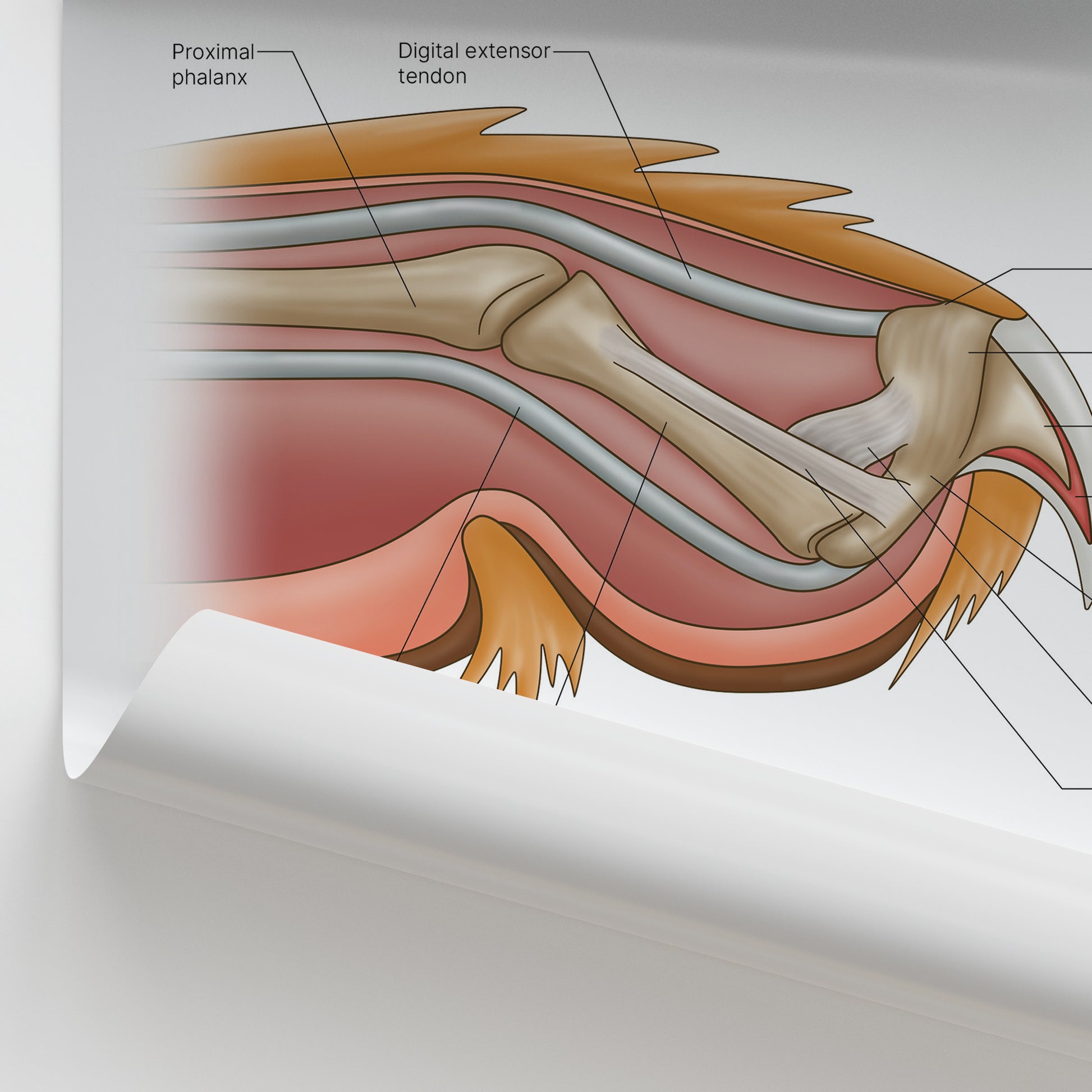 Feline Claw Anatomy Print (Small 8x10")