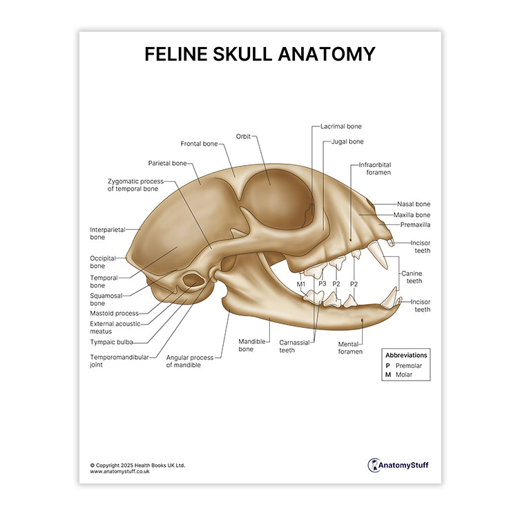 Feline Skull Anatomy Print (Small 8x10")
