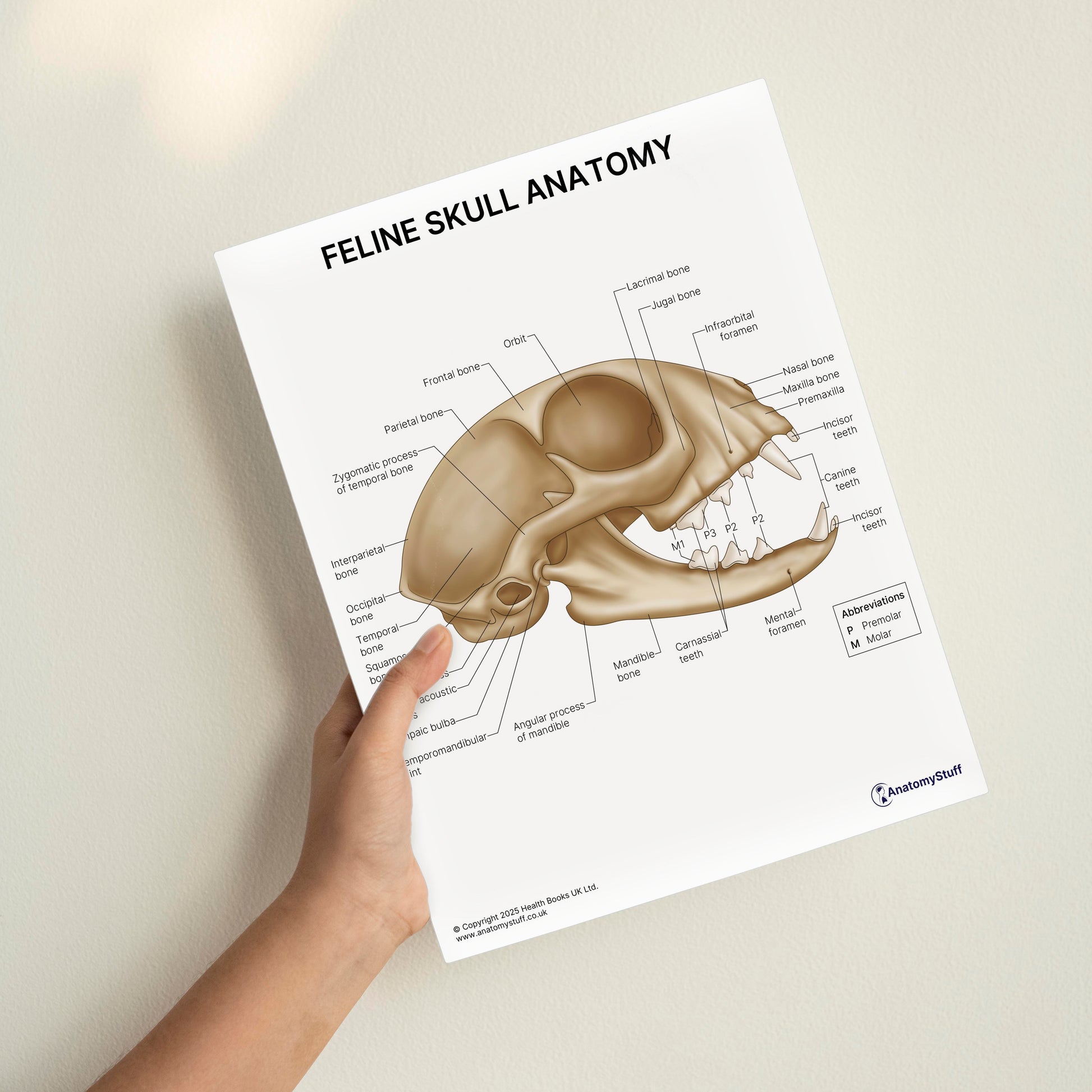Feline Skull Anatomy Print (Small 8x10")