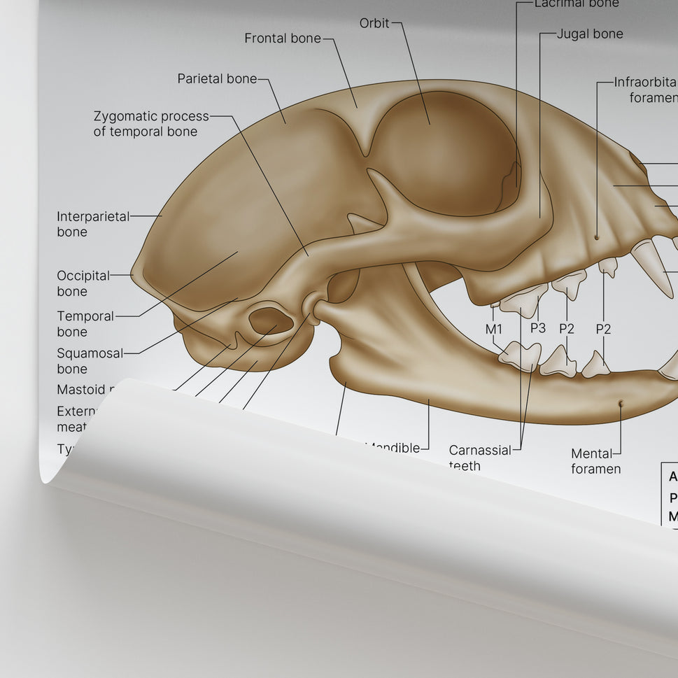 Feline Skull Anatomy Print (Small 8x10")