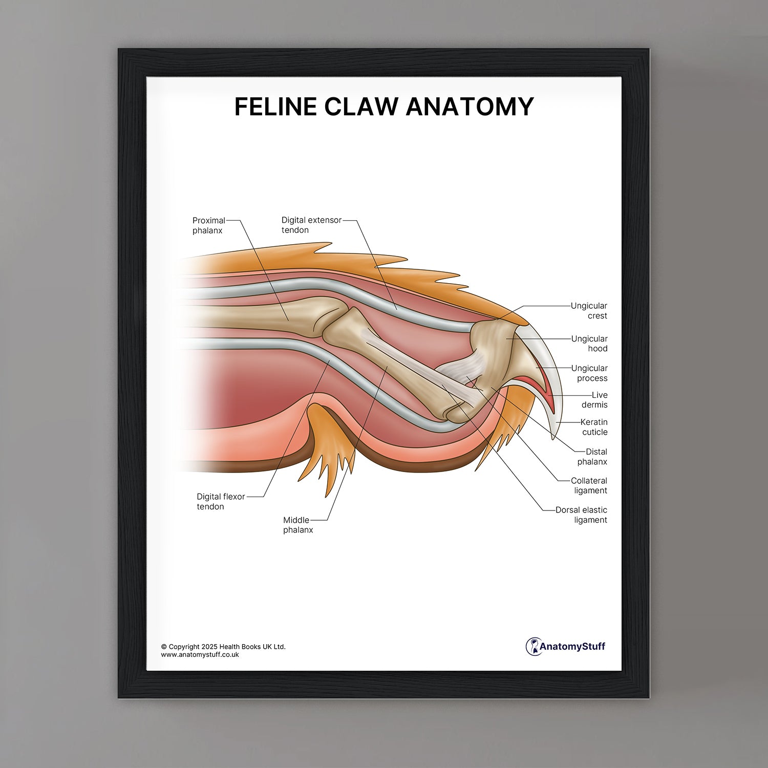 Feline Claw Anatomy Print (Small 8x10")