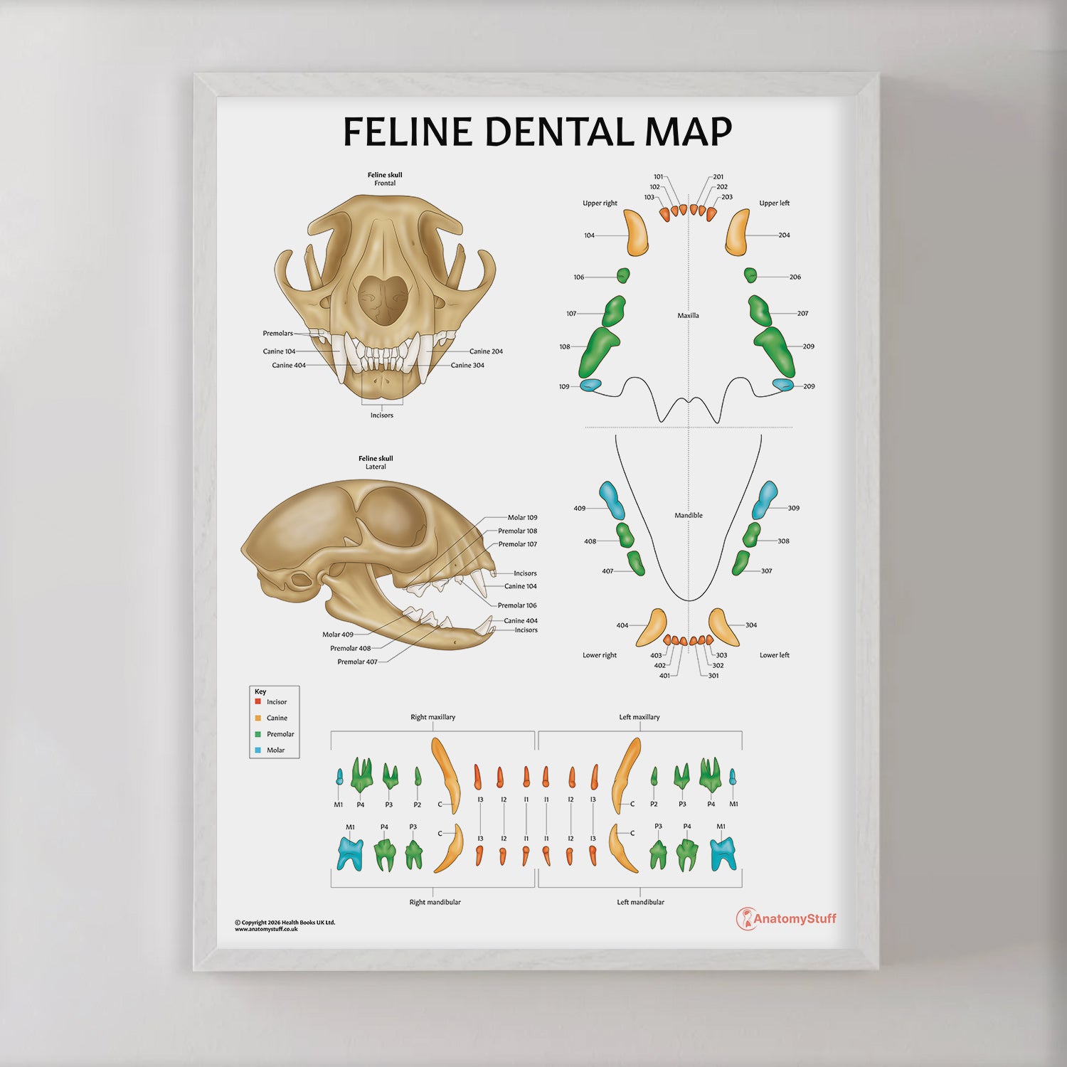 Feline Dental Map Chart / Poster