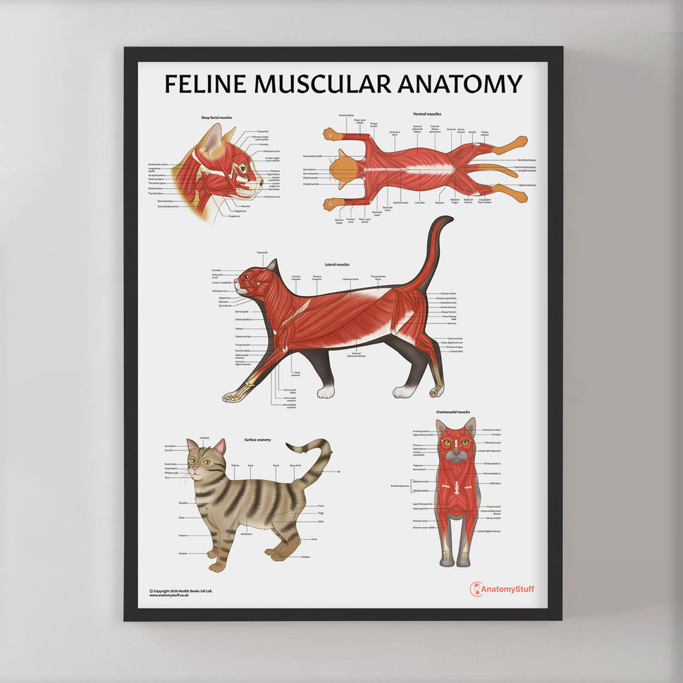 Feline Muscular Anatomy Chart / Poster
