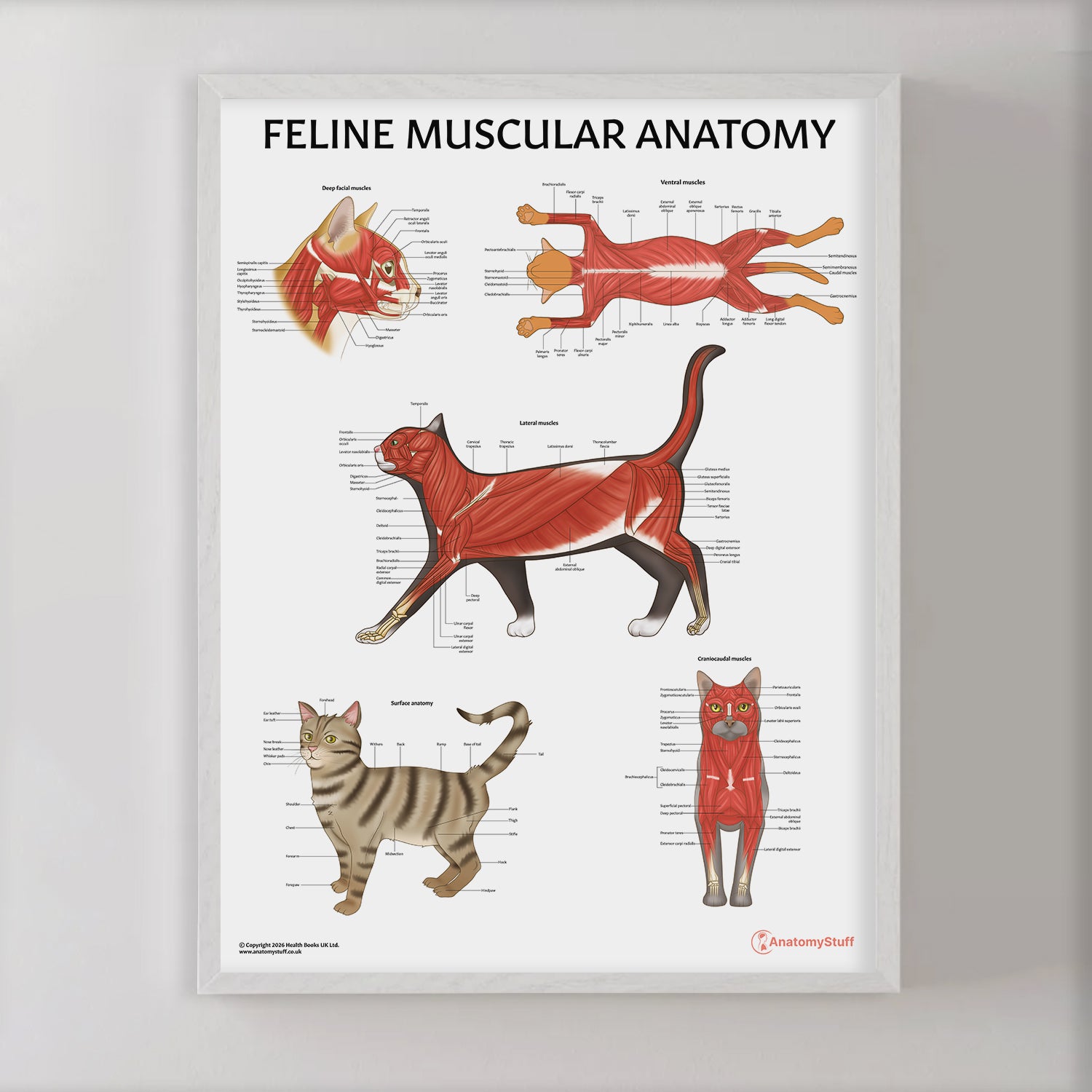 Feline Muscular Anatomy Chart / Poster