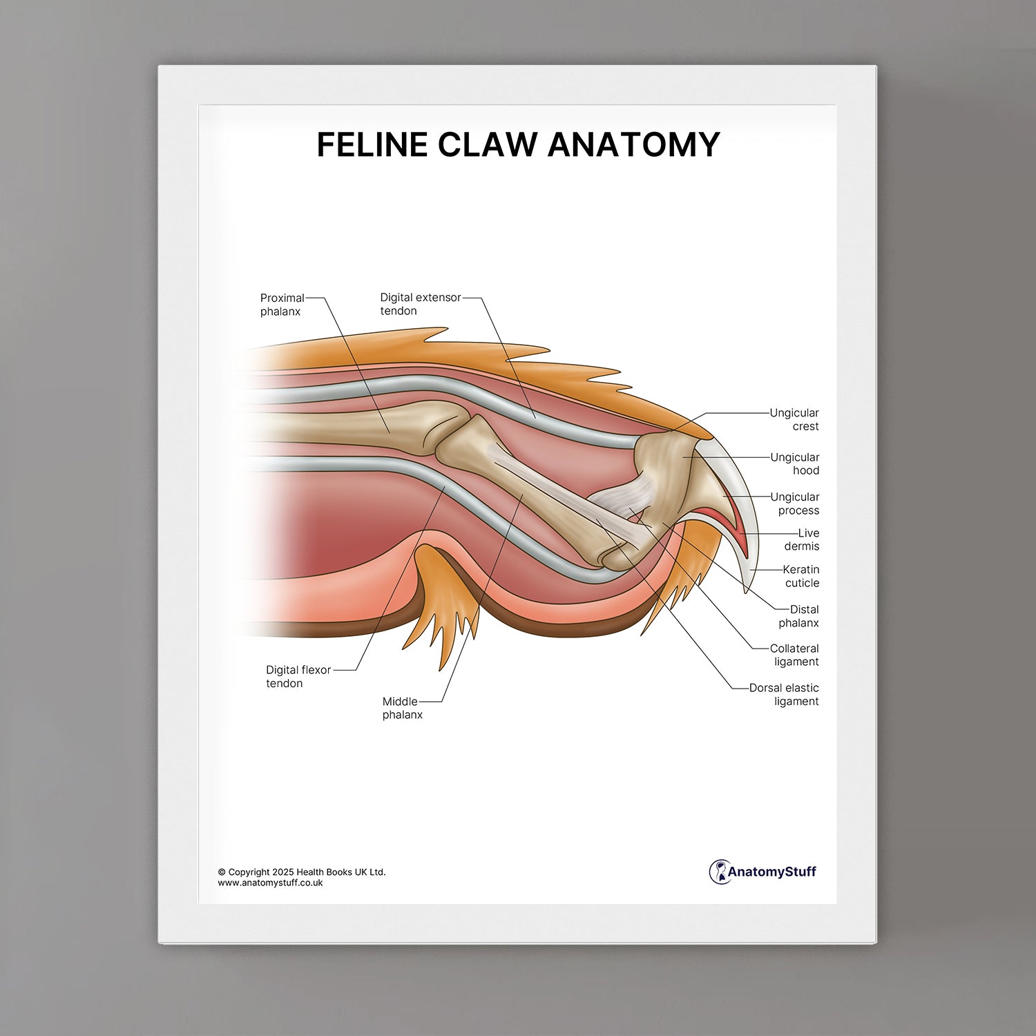 Feline Claw Anatomy Print (Small 8x10")