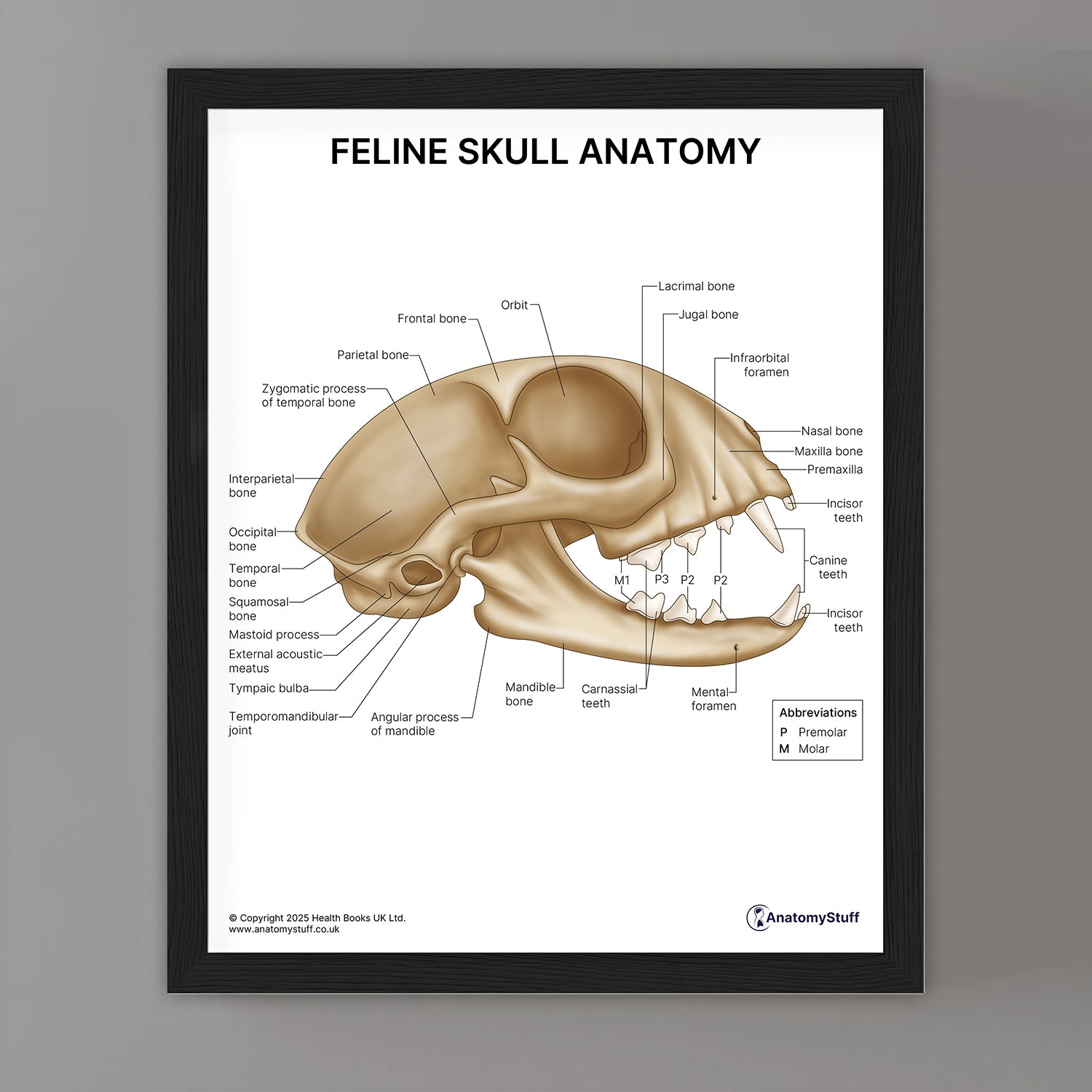 Feline Skull Anatomy Print (Small 8x10")