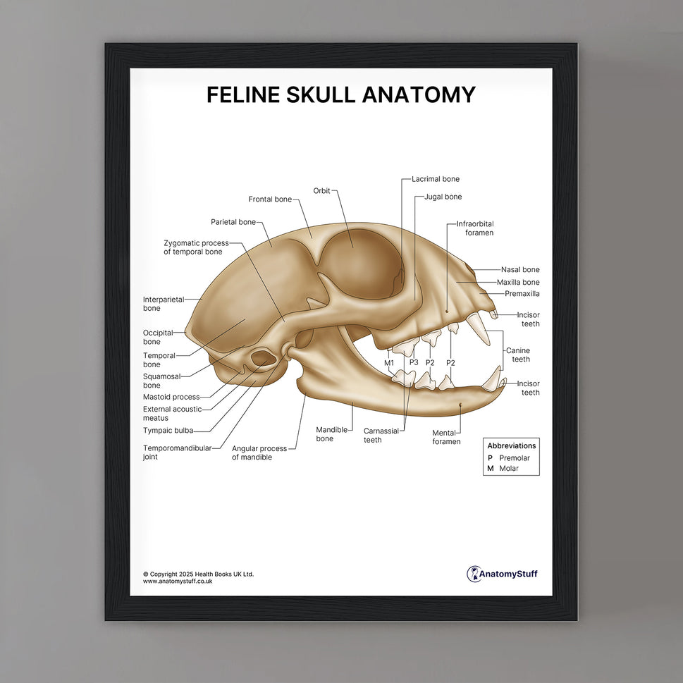 Feline Skull Anatomy Print (Small 8x10")