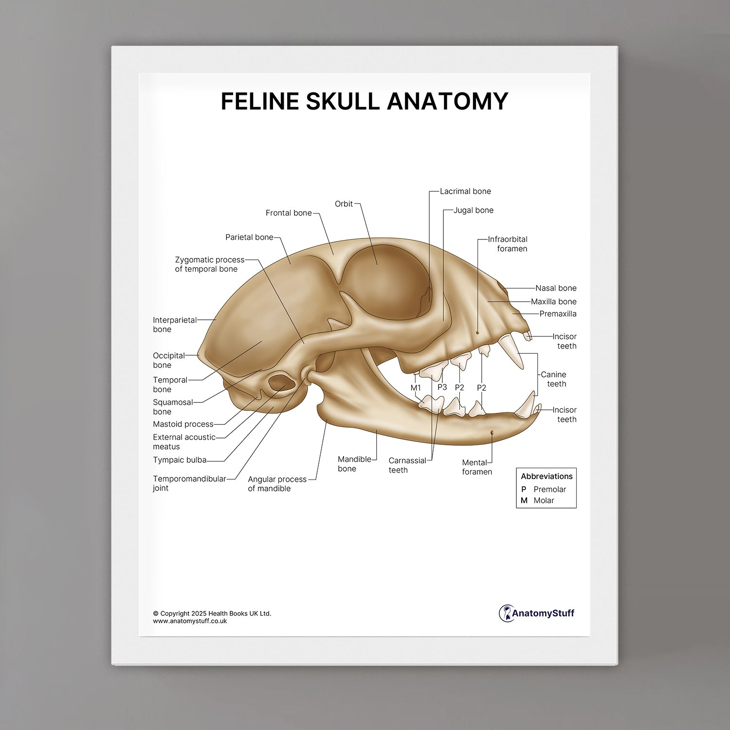 Feline Skull Anatomy Print (Small 8x10")
