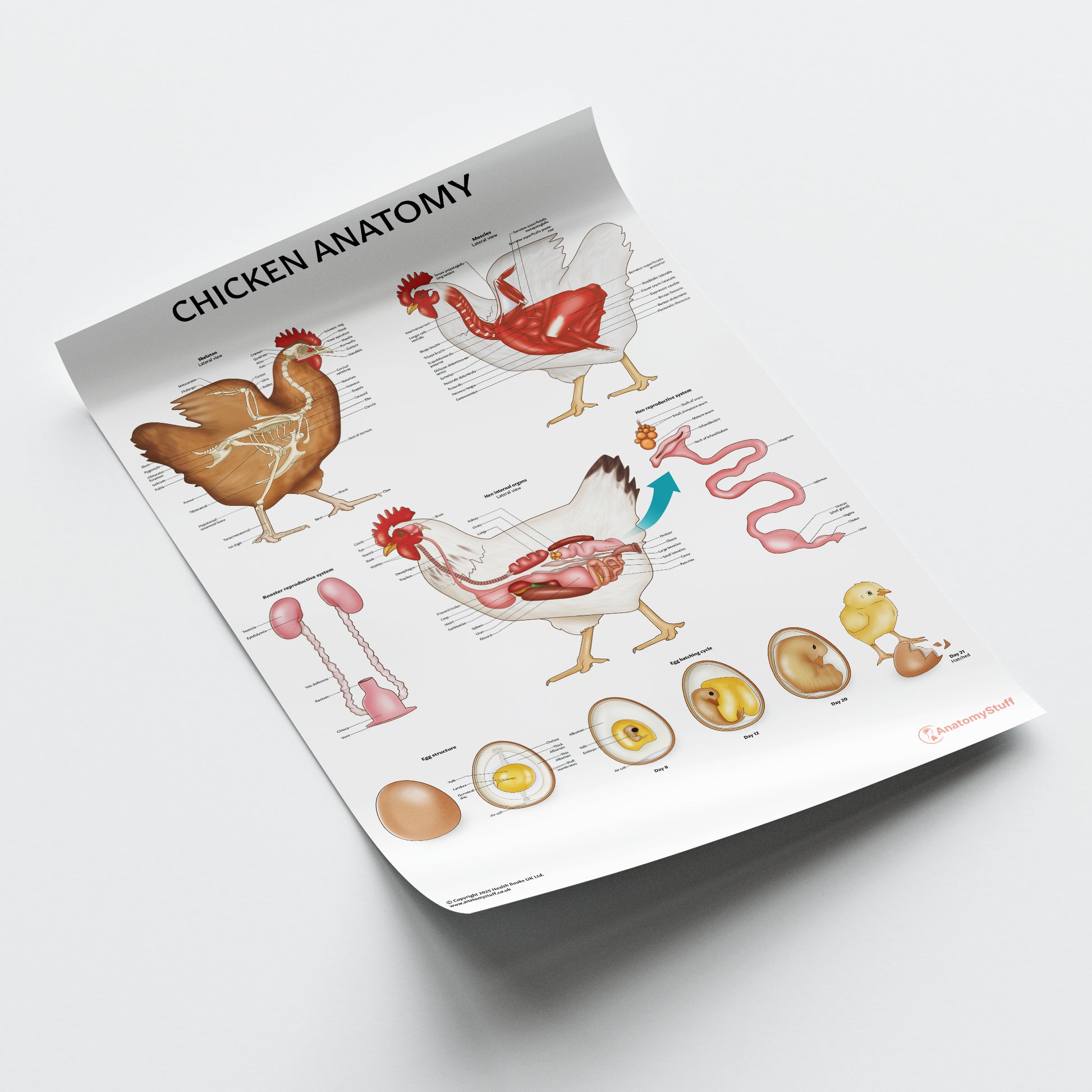 Chicken Anatomy Chart / Poster