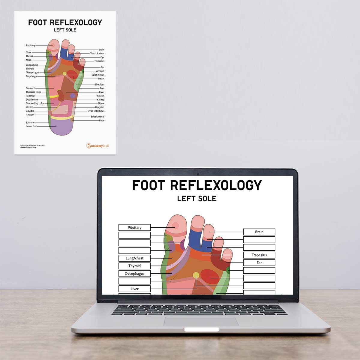 Foot Reflexology Poster / Worksheet (Interactive & Printable PDF)