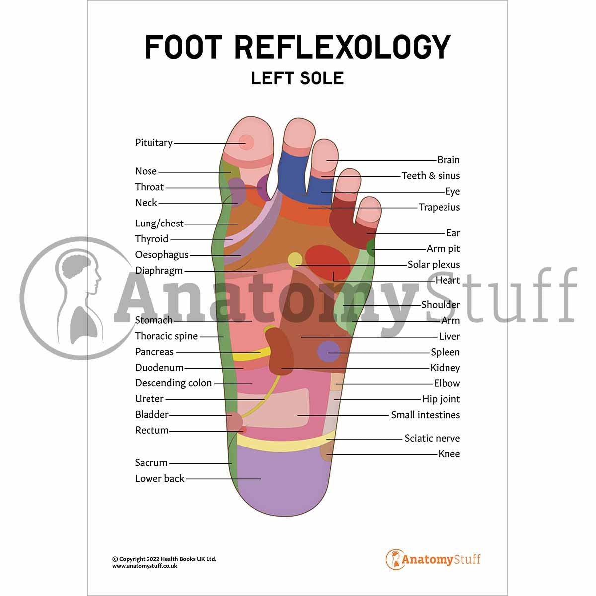 Foot Reflexology Poster / Worksheet (Interactive & Printable PDF)