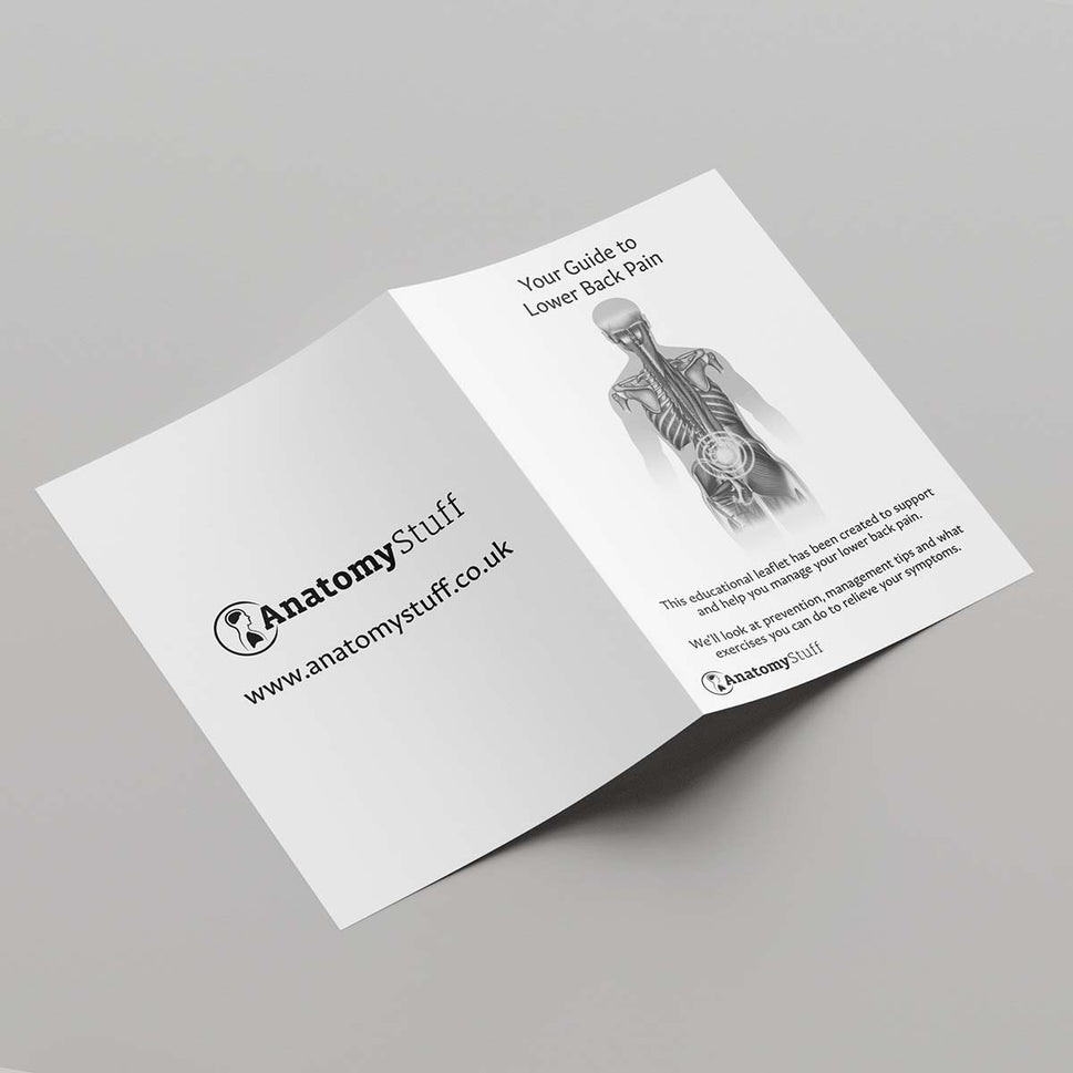 Your Guide To Lower Back Pain Leaflet (Printable PDF)