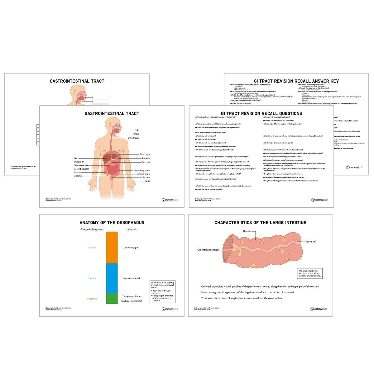 GI Tract Anatomy Revision Worksheets (Interactive & Printable PDFs)