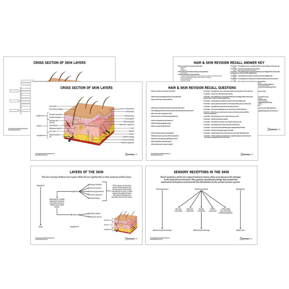 Head & Neck Anatomy Revision Pack (Interactive & Printable PDFs)