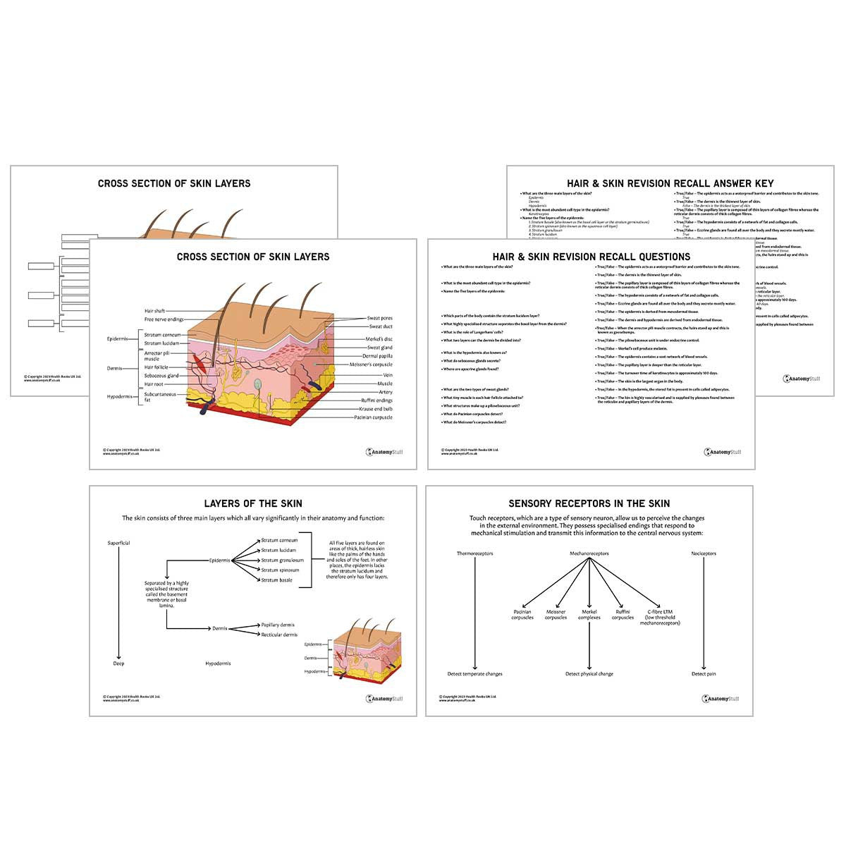 Hair & Skin Anatomy Revision Worksheets (Interactive & Printable PDFs)