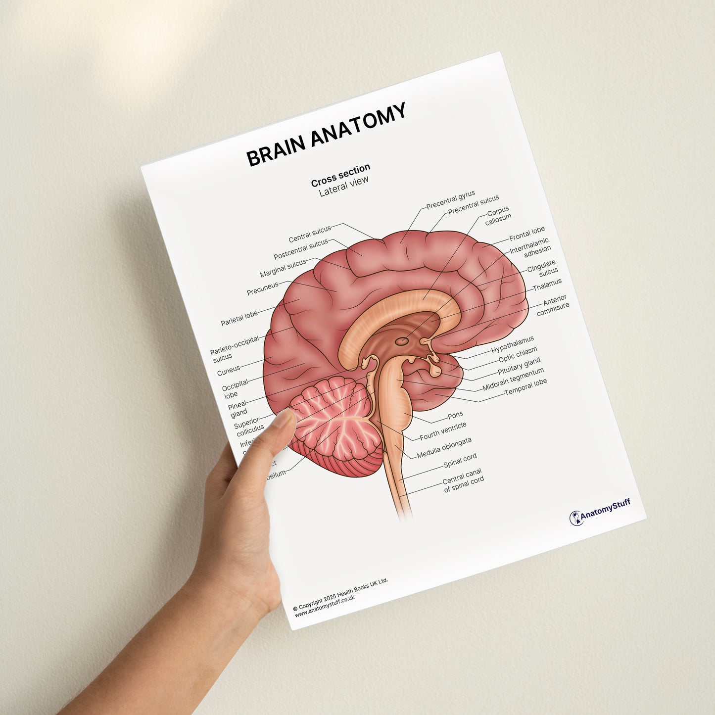 Brain Anatomy Print (Small 8x10")
