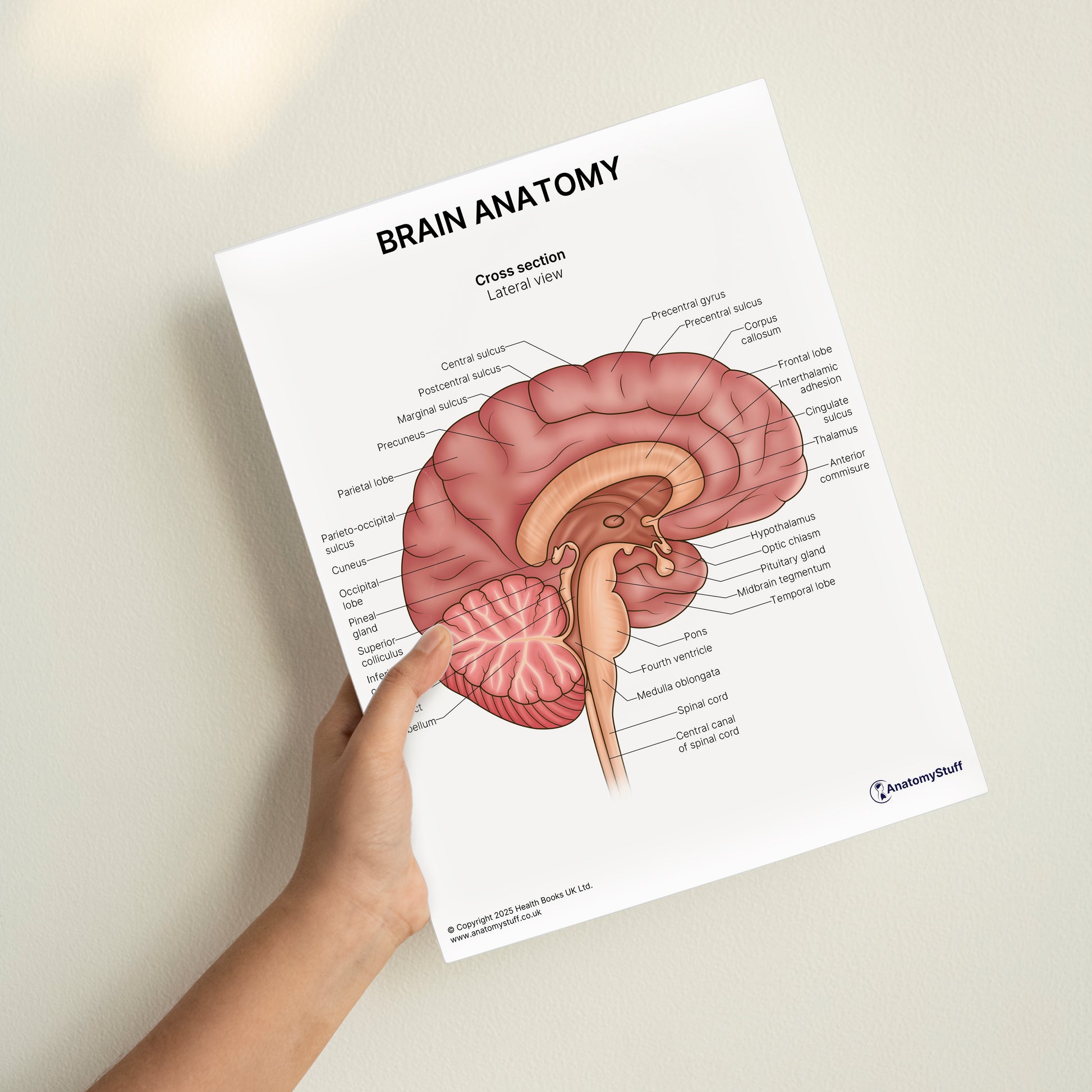 Brain Anatomy Print (Small 8x10")