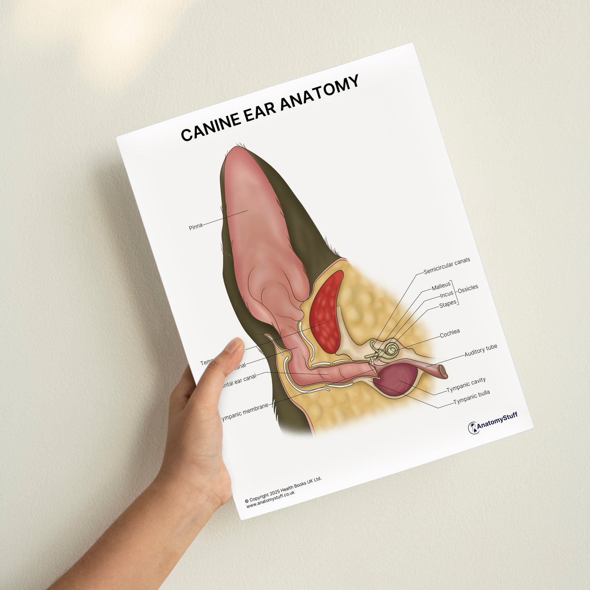 Canine Ear Anatomy Print (Small 8x10")