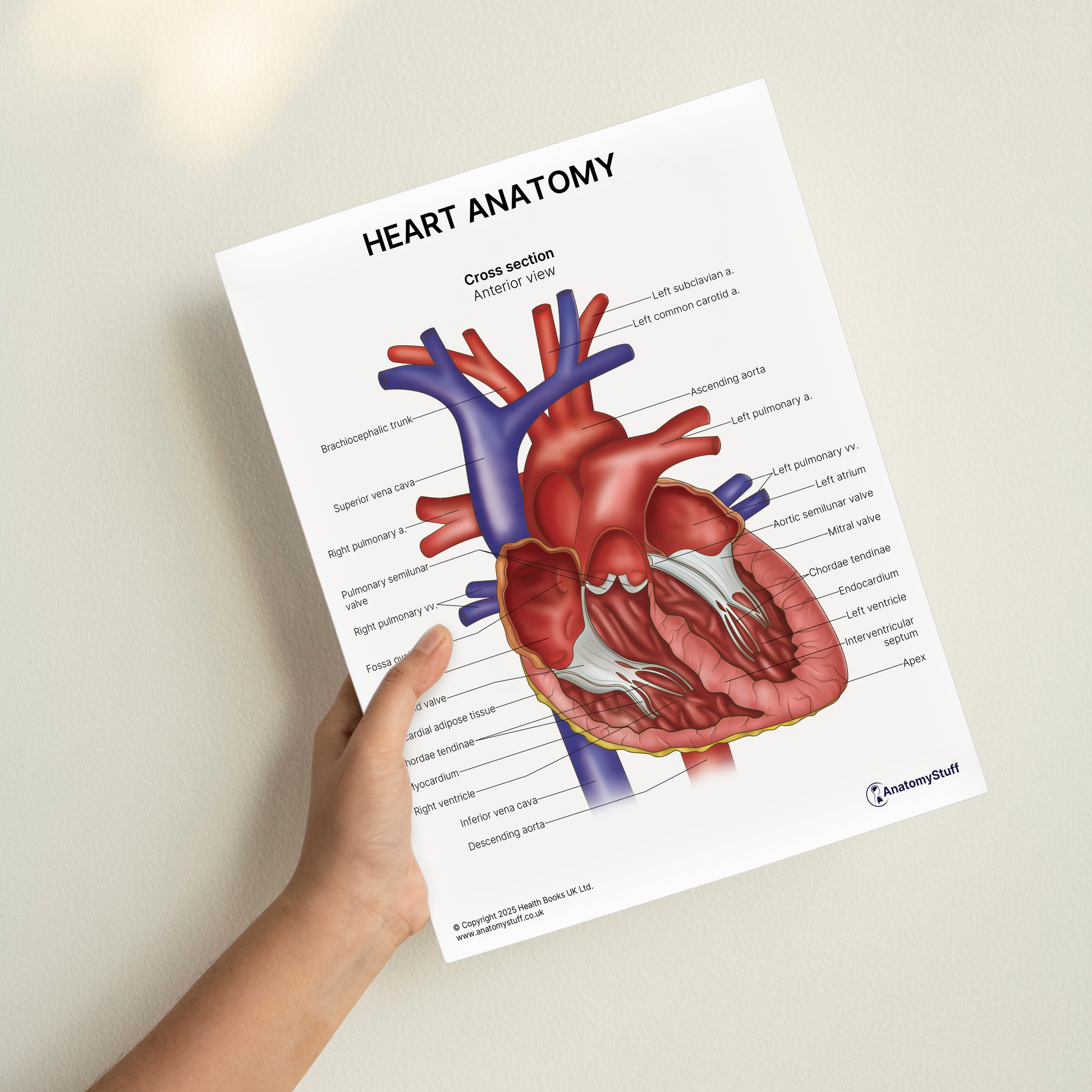 Heart Anatomy Print (Small 8x10")