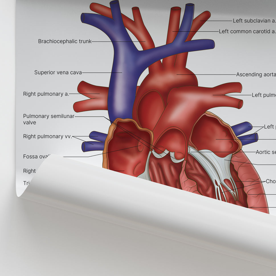 Heart Anatomy Print (Small 8x10")