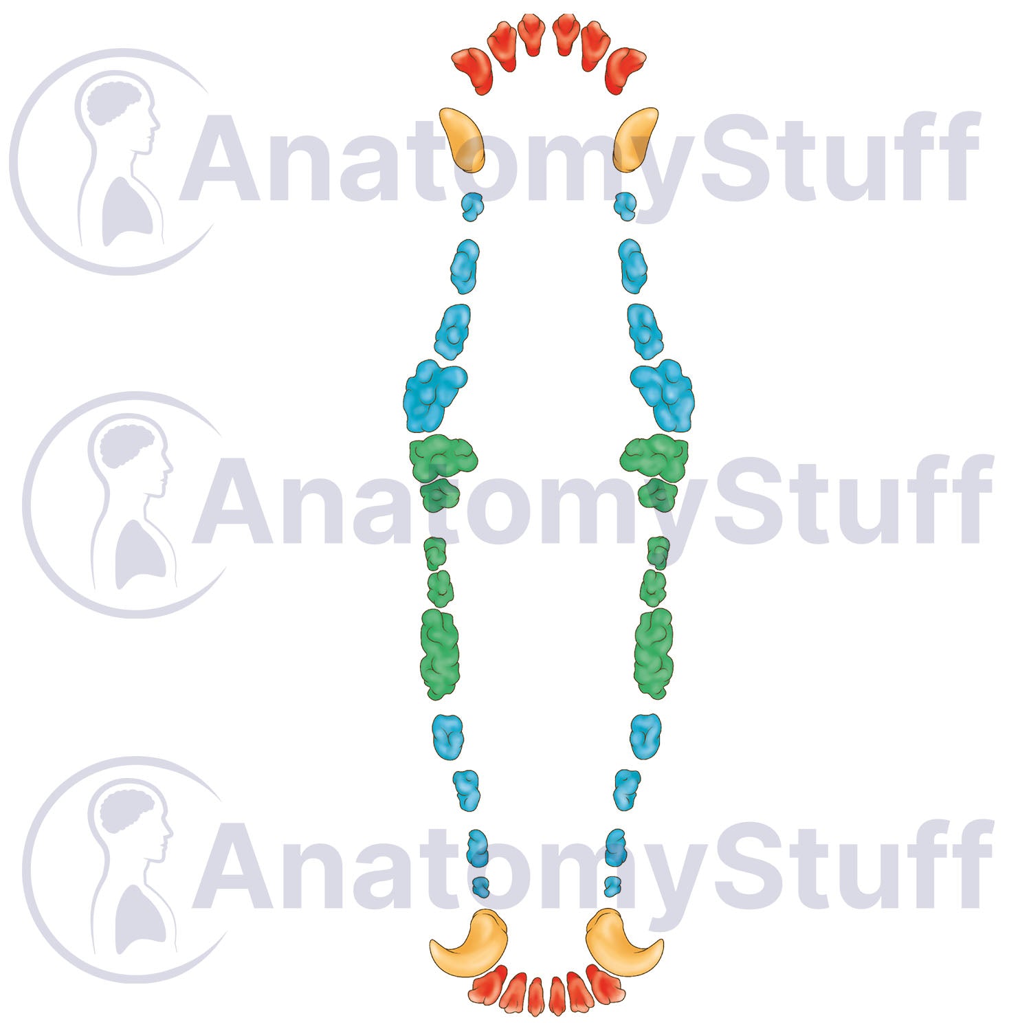 Canine Dental Map Illustration