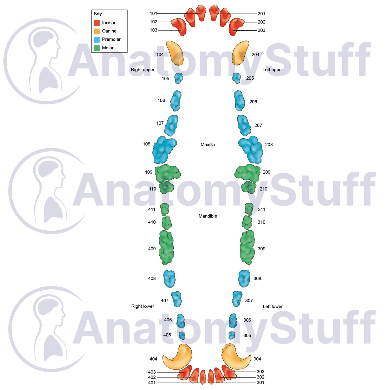 Canine Dental Map Illustration