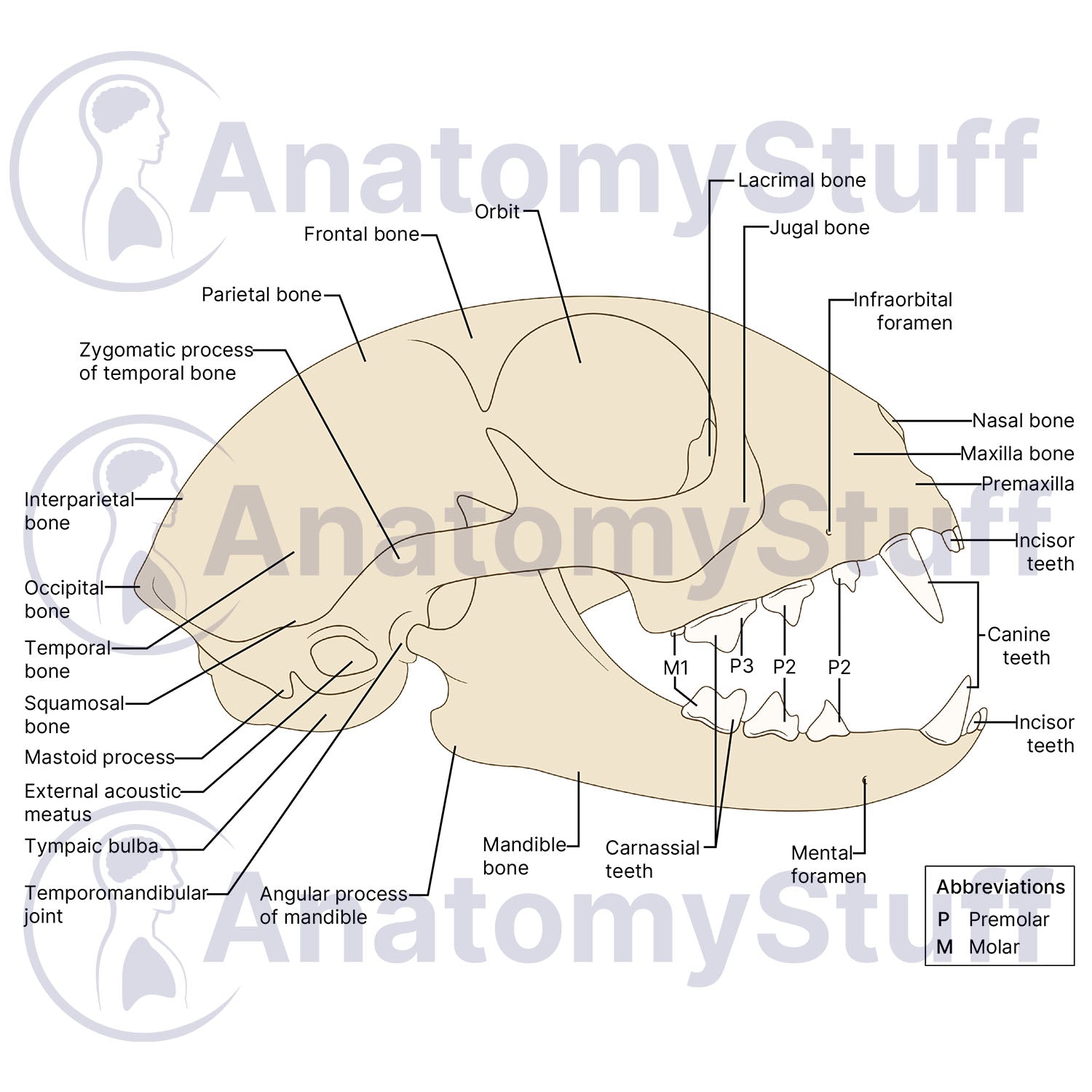 Feline Lateral Skull Illustration