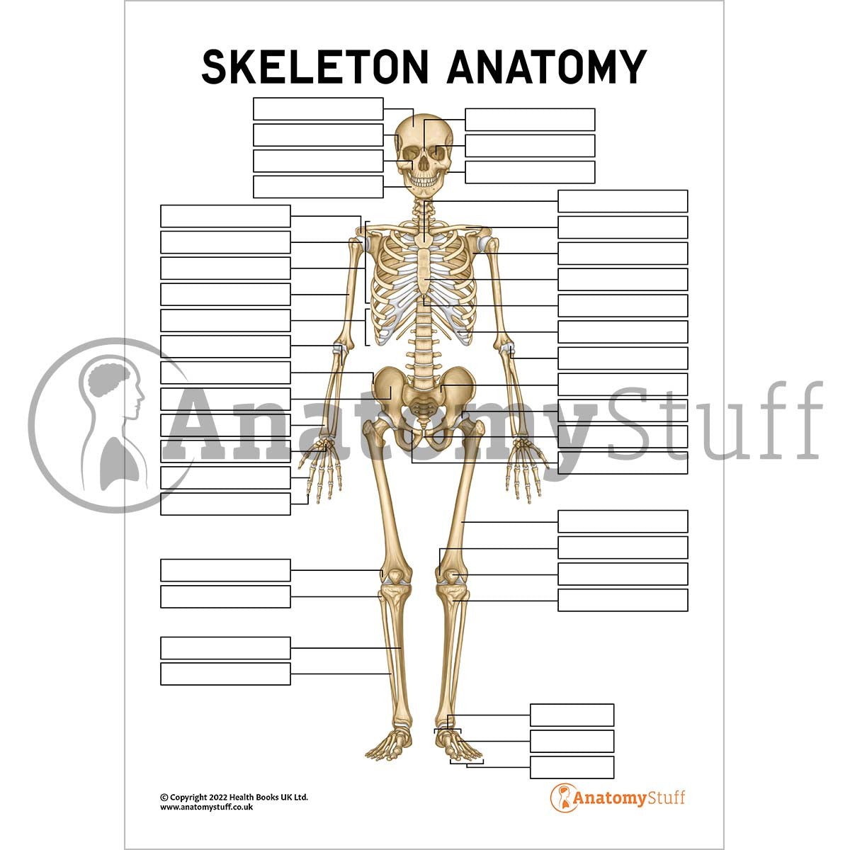 Skeleton Anatomy Poster / Worksheet (Interactive & Printable PDF)