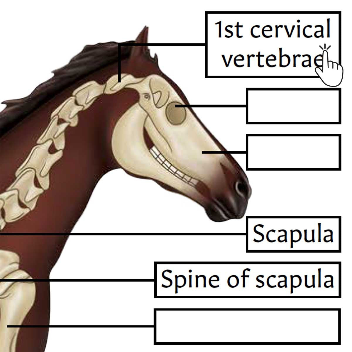Horse Skeletal Anatomy (Interactive & Printable PDF)