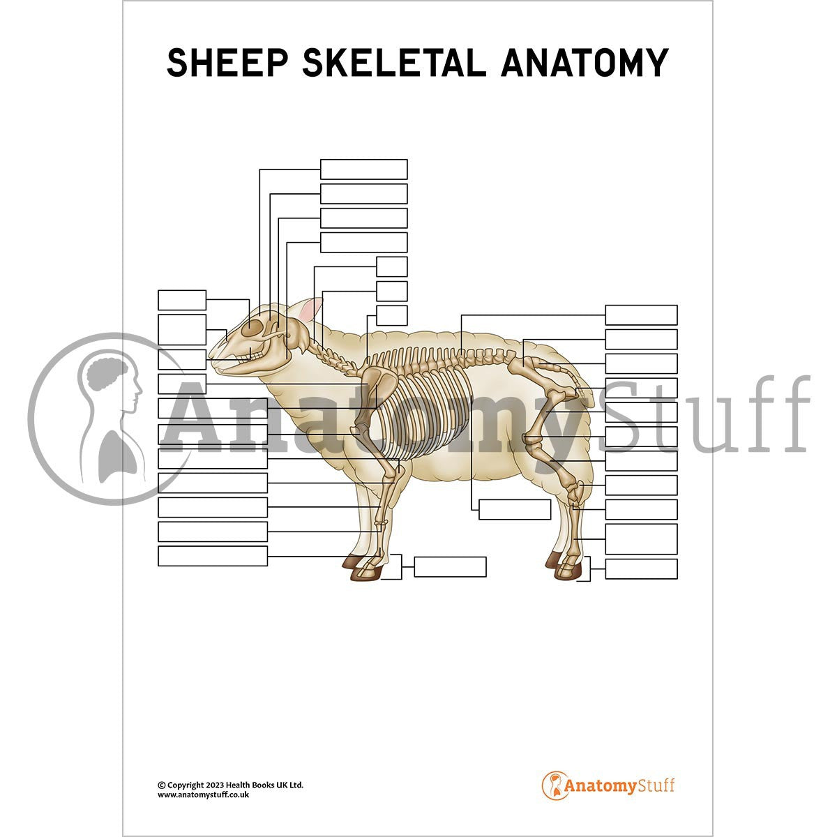 Sheep Skeletal Anatomy  Poster / Worksheet (Interactive & Printable PDF)