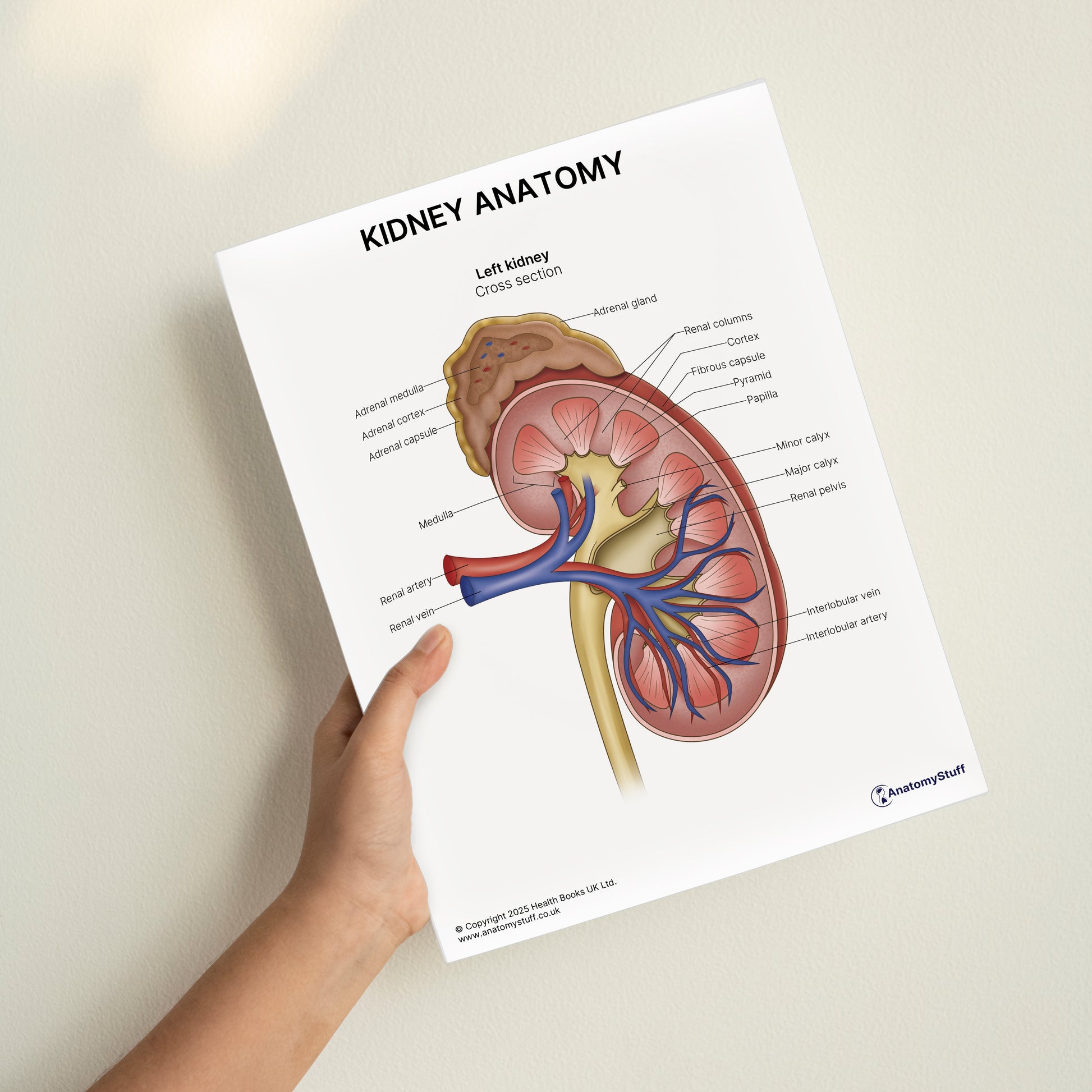 Kidney Anatomy Print (Small 8x10")