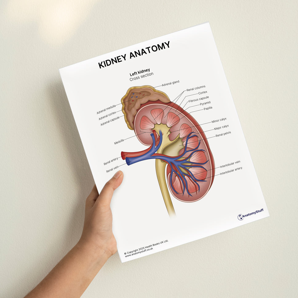 Kidney Anatomy Print (Small 8x10")