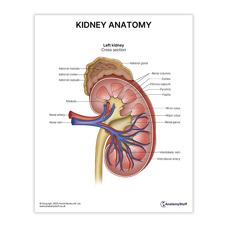 Kidney Anatomy Print (Small 8x10")