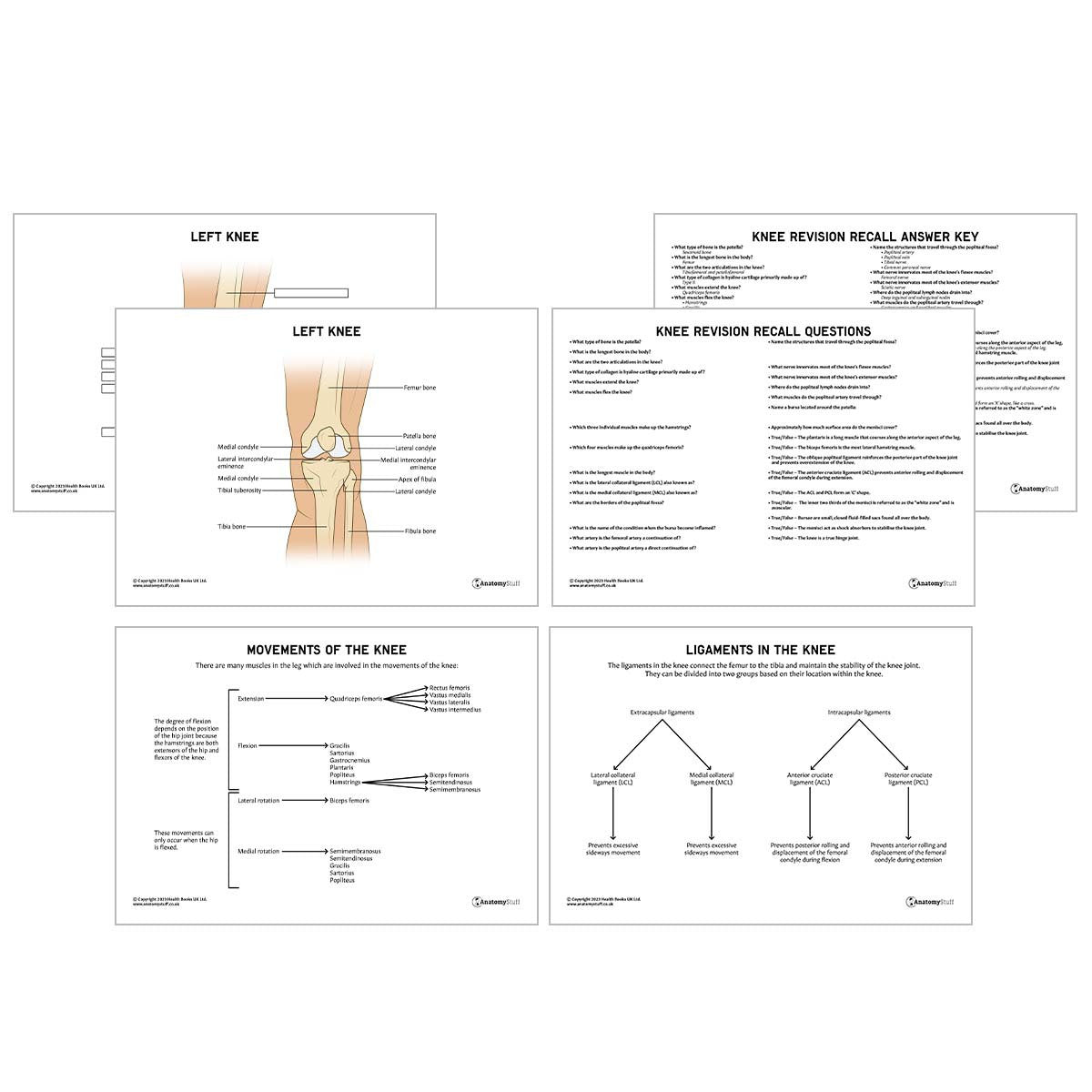 Knee Anatomy Revision Worksheets (Interactive & Printable PDFs)