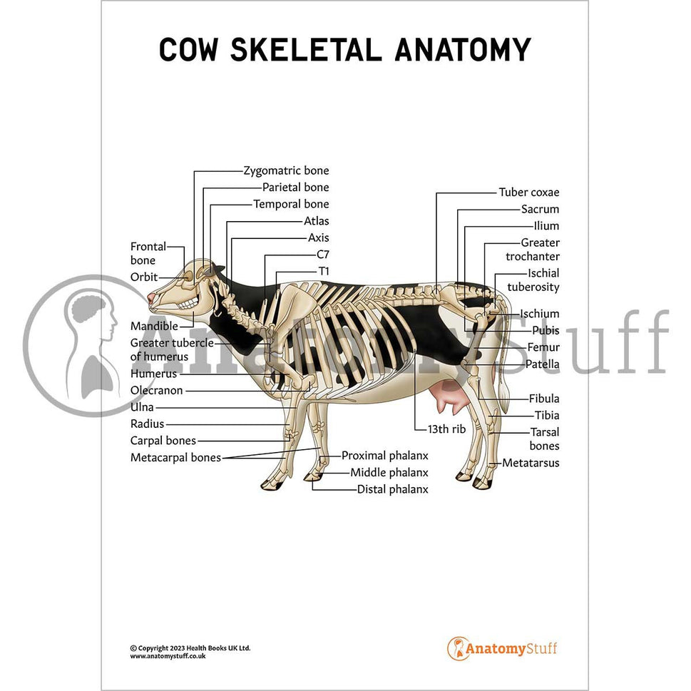Cow Skeletal Anatomy (Interactive & Printable PDF)